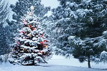 5x7ft Snieguotas Žiemos miško kraštovaizdžio Kalėdų Eglutės Fotografijos Fonas